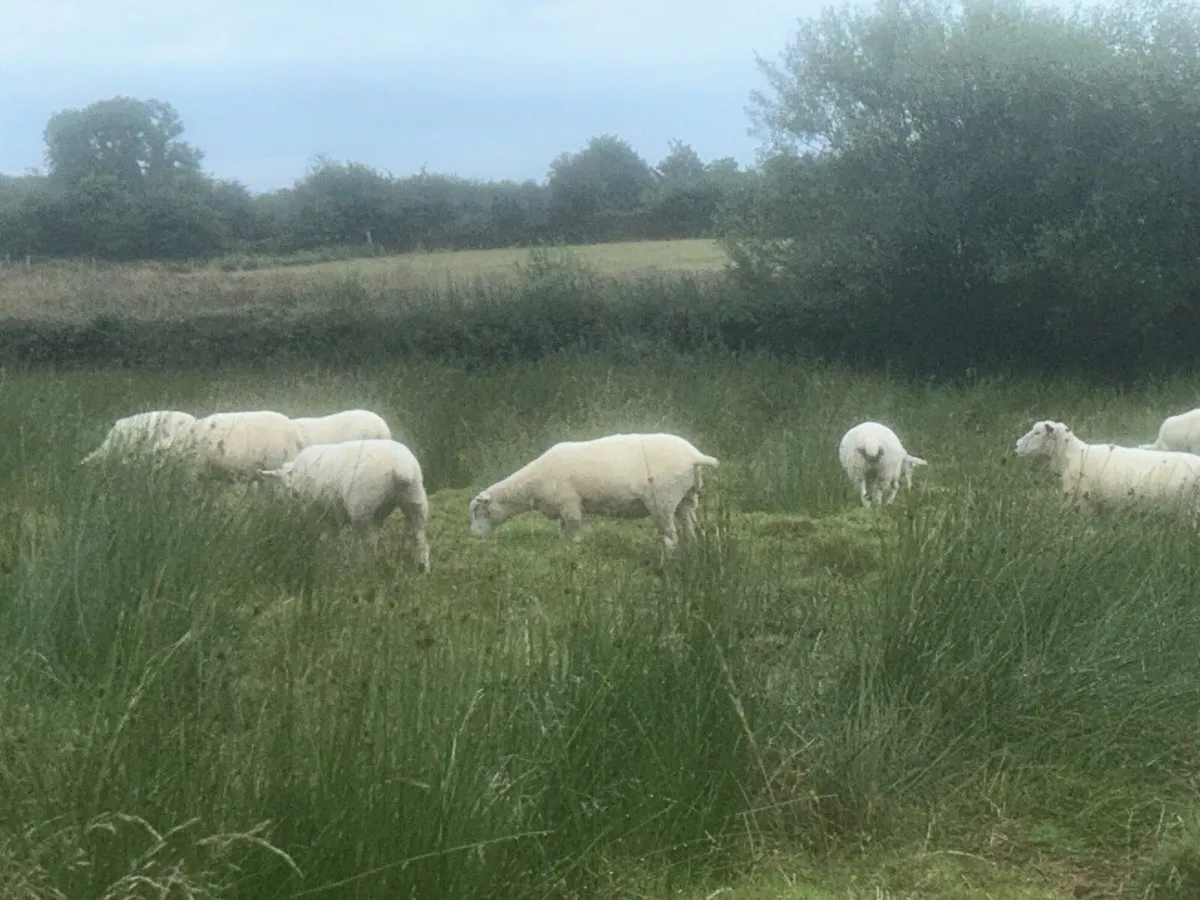 Galway Ewes - Image 4