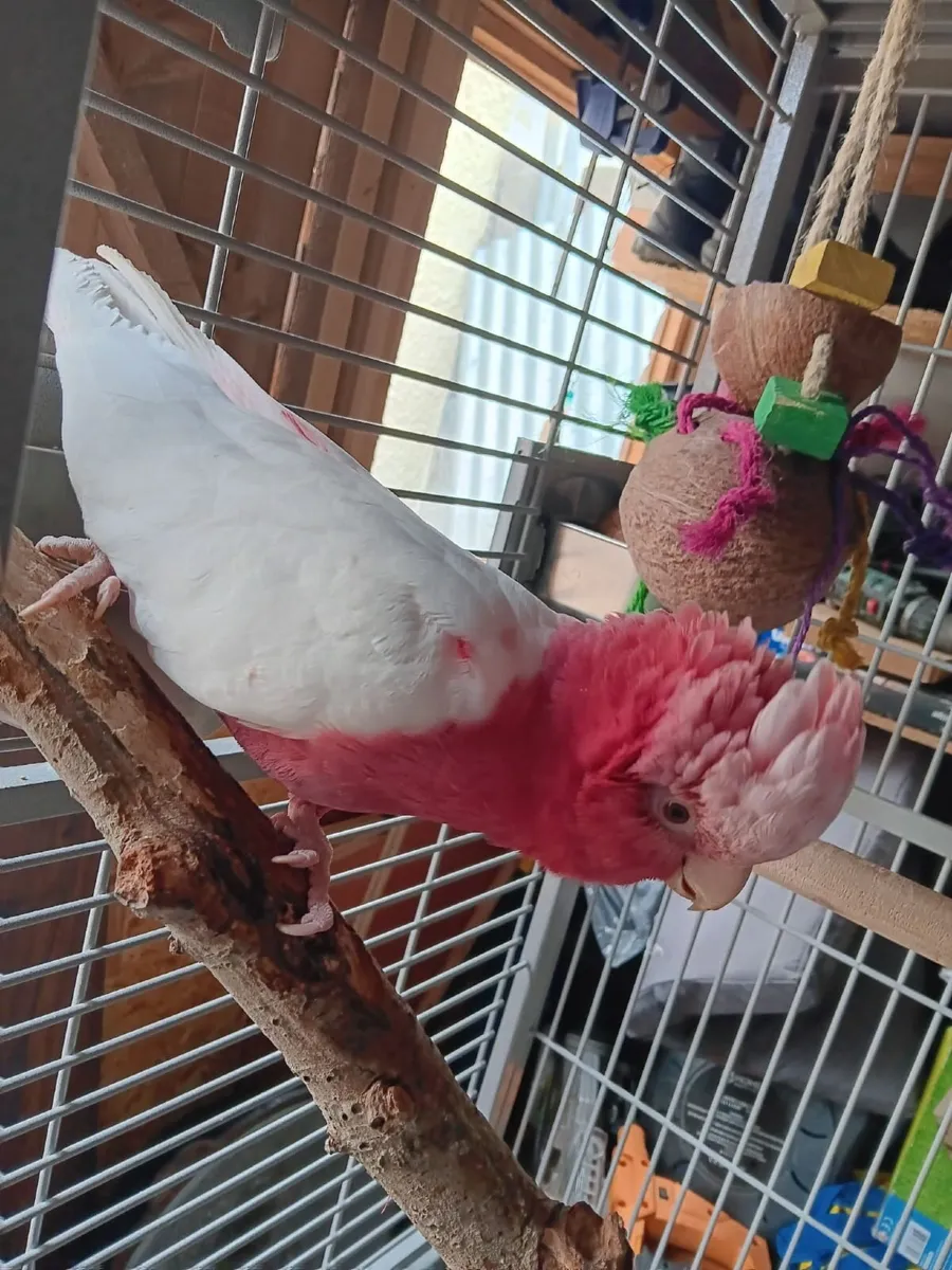 Birds - Image 2