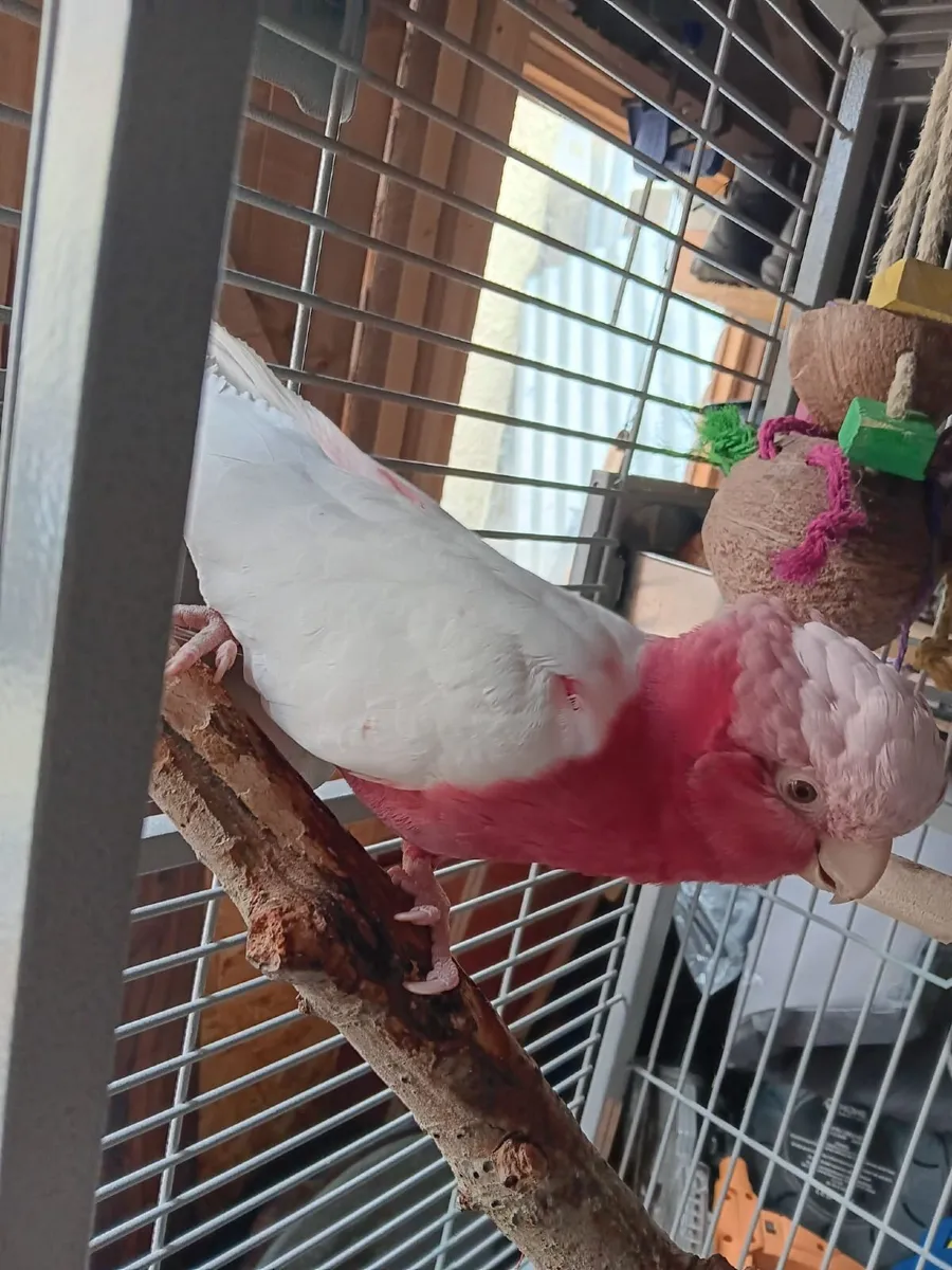 Birds - Image 4