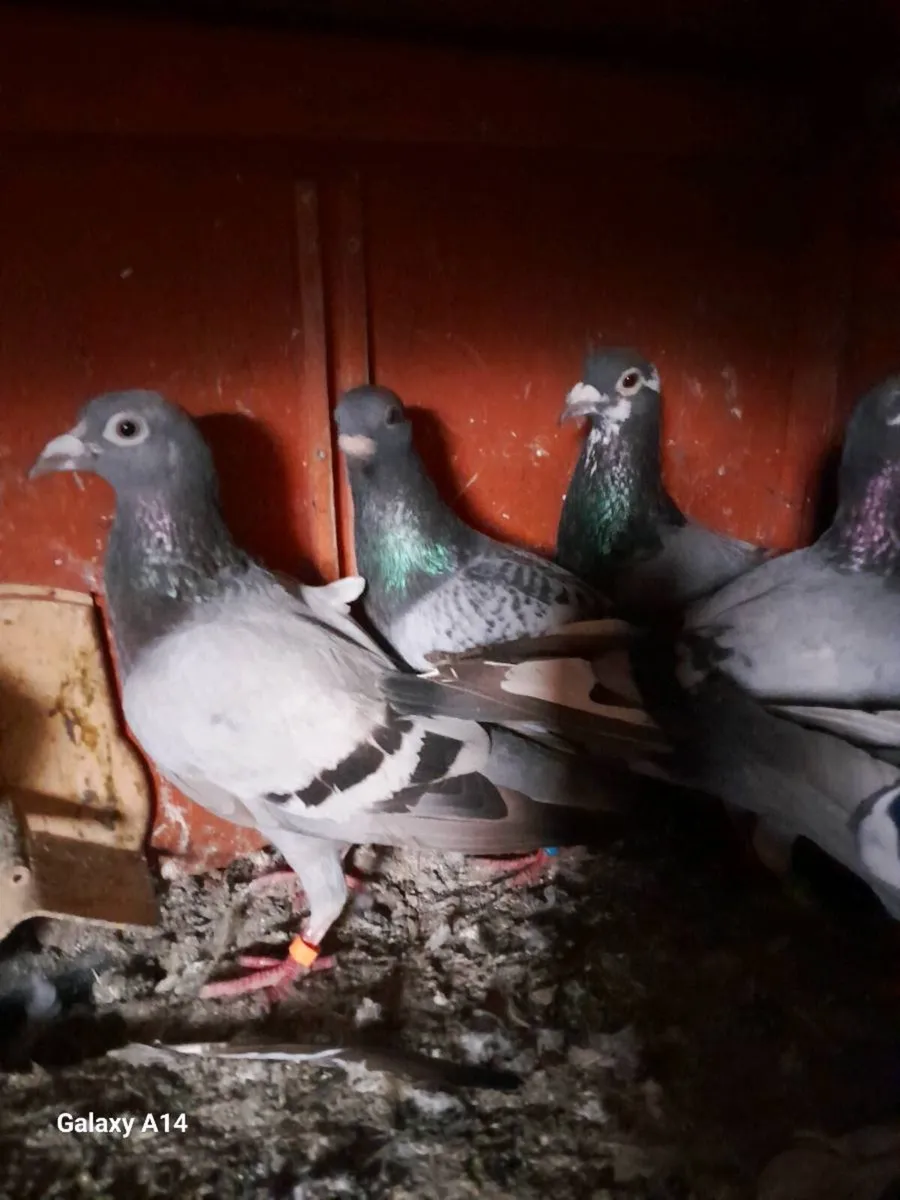 Very good young racing pigeons for sale - Image 3