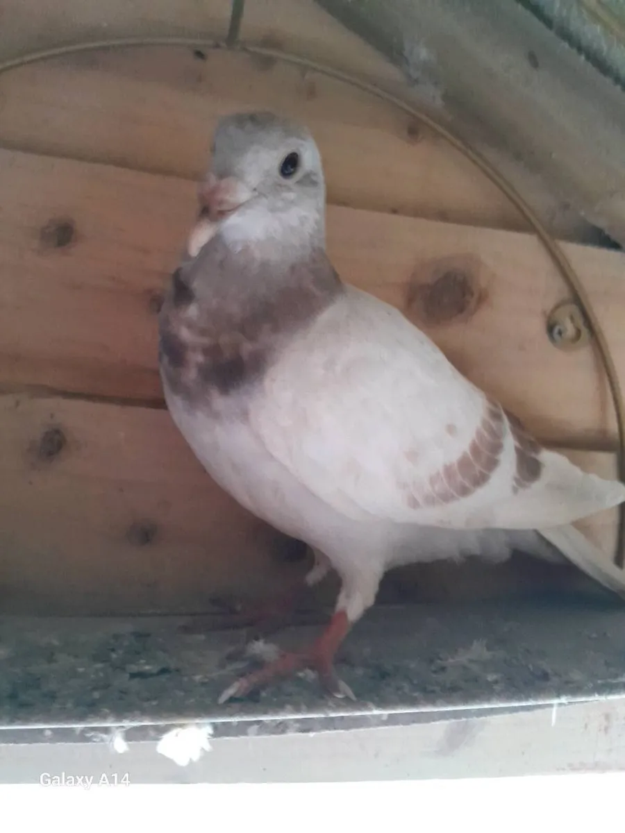 Very good young racing pigeons for sale - Image 4