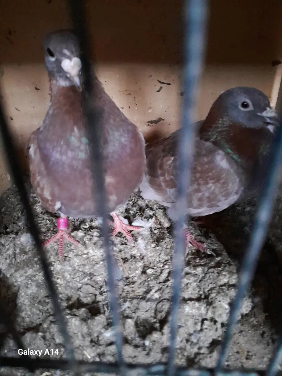 Very good young racing pigeons for sale - Image 1