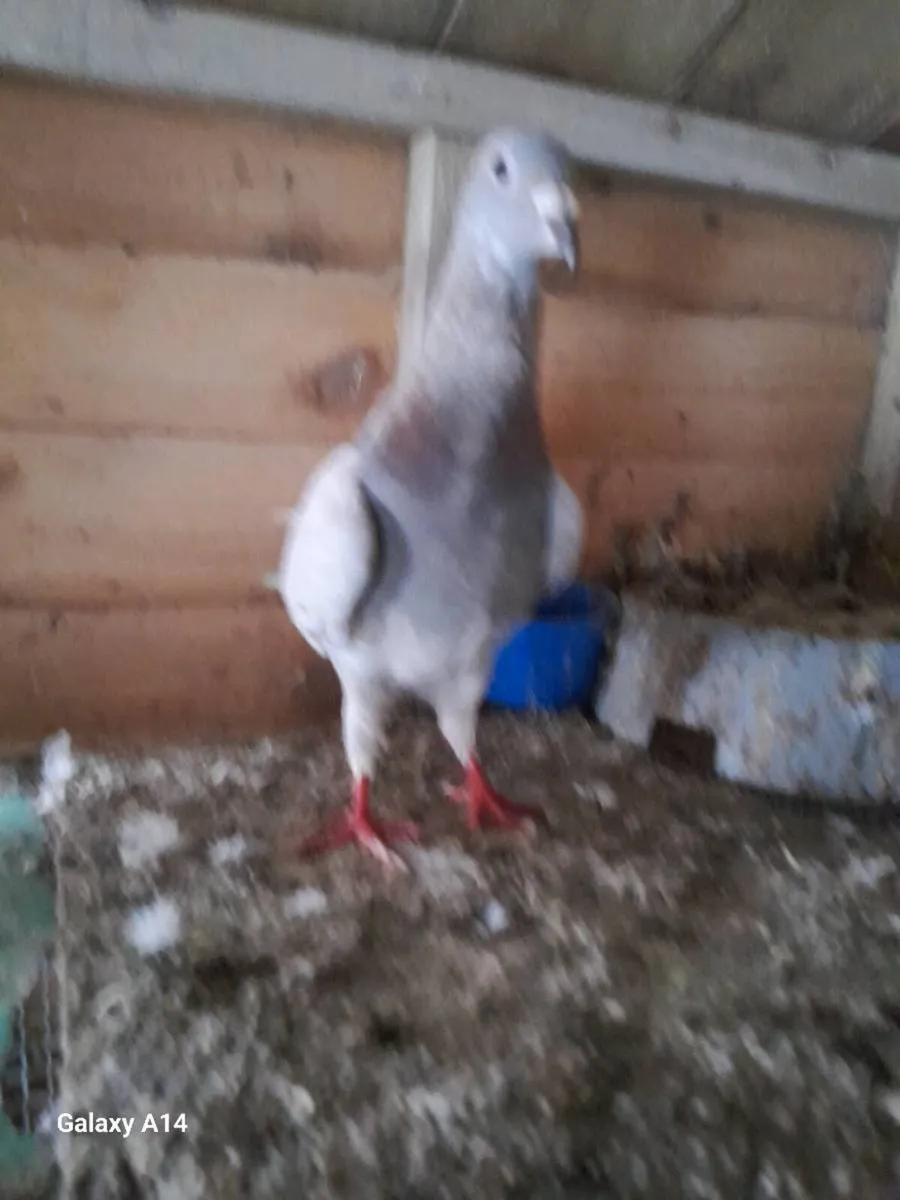 Very good young racing pigeons for sale - Image 2