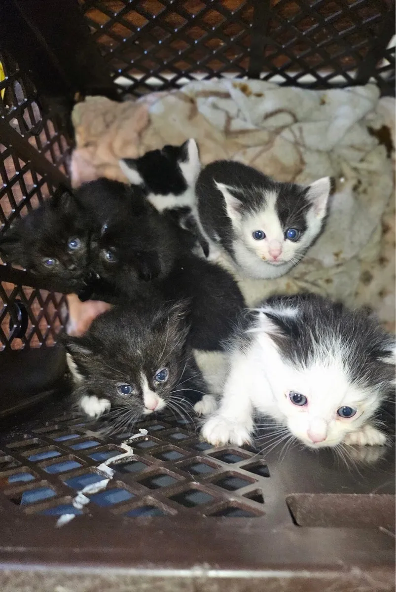Kittens