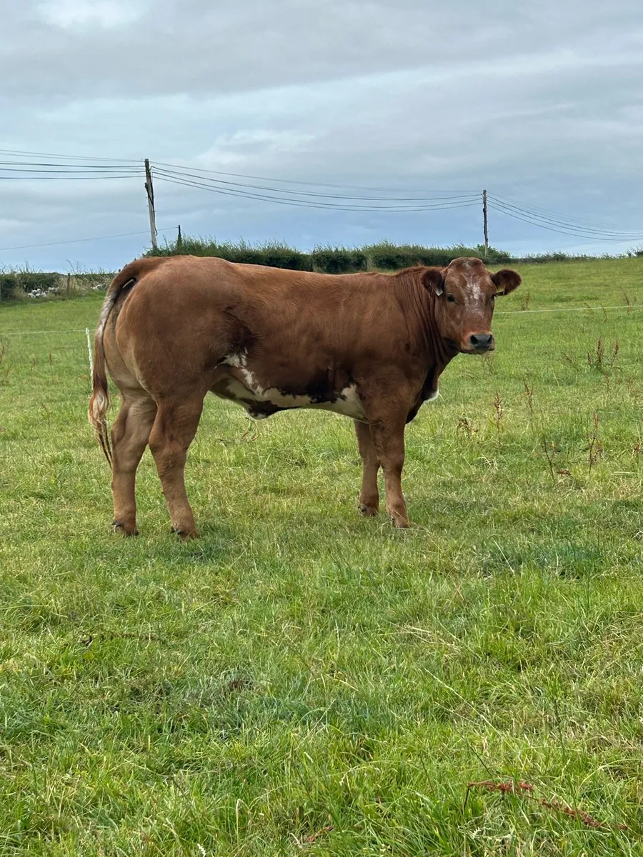 Serious Full Hybrid Blue Heifer - Image 2