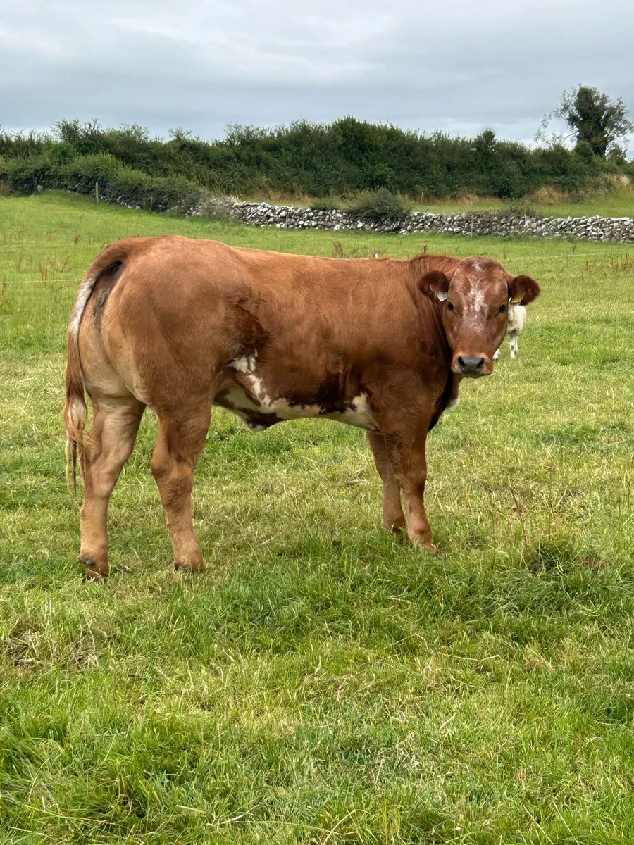 Serious Full Hybrid Blue Heifer - Image 1
