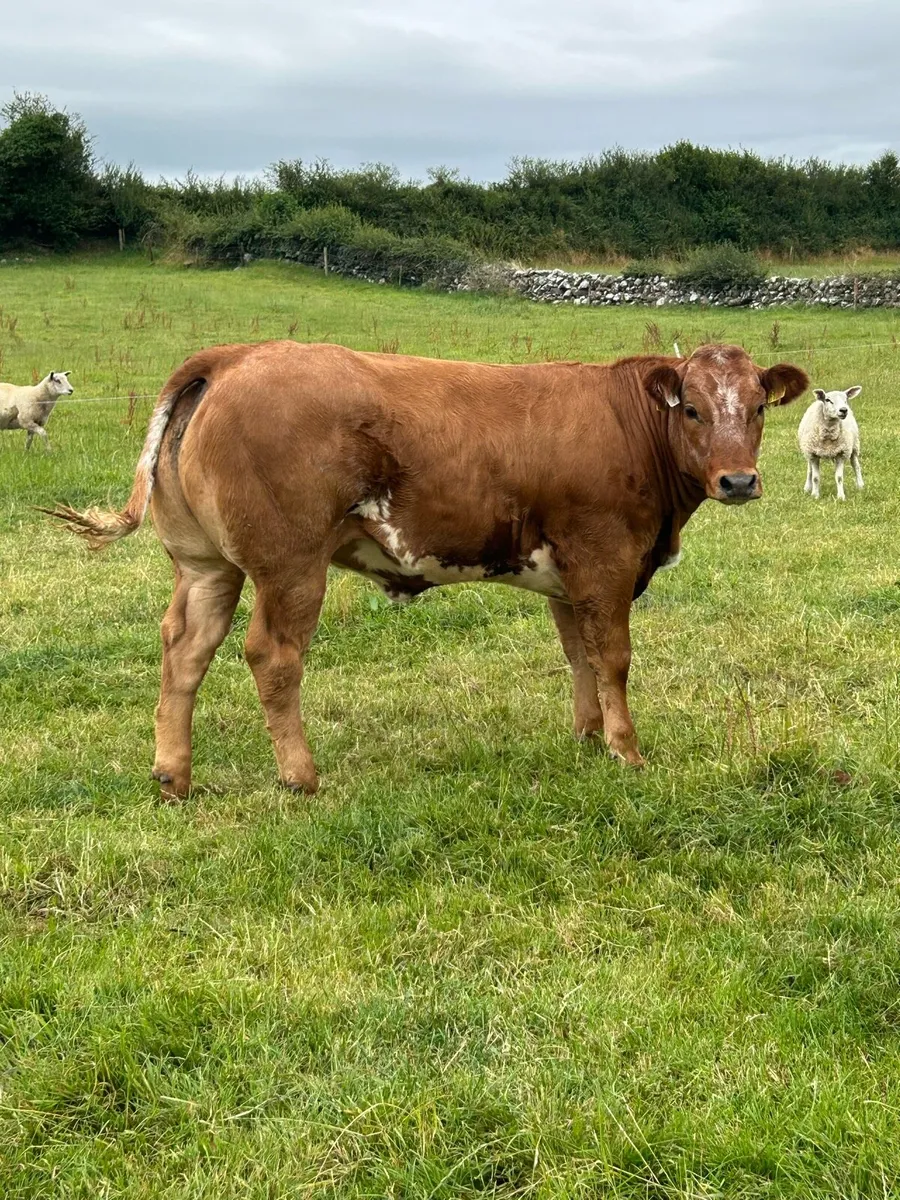 Serious Full Hybrid Blue Heifer - Image 3