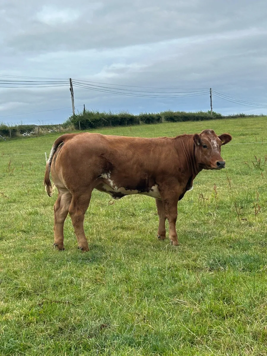 Serious Full Hybrid Blue Heifer - Image 4