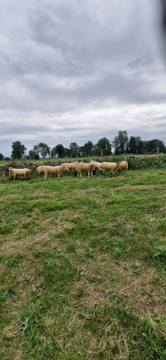 Hoggets. - Image 1