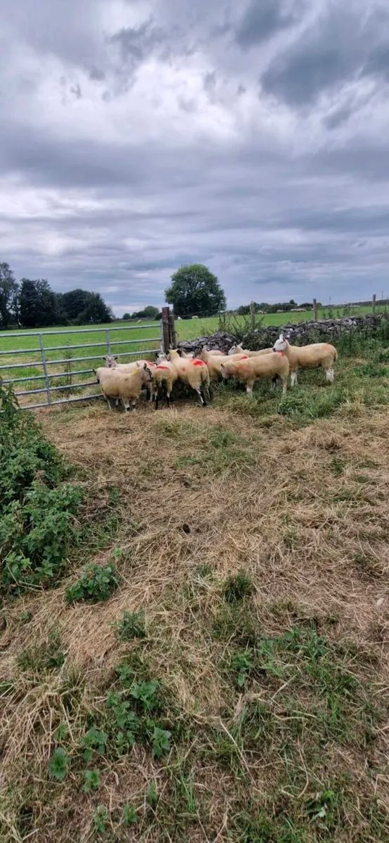 Hoggets. - Image 2