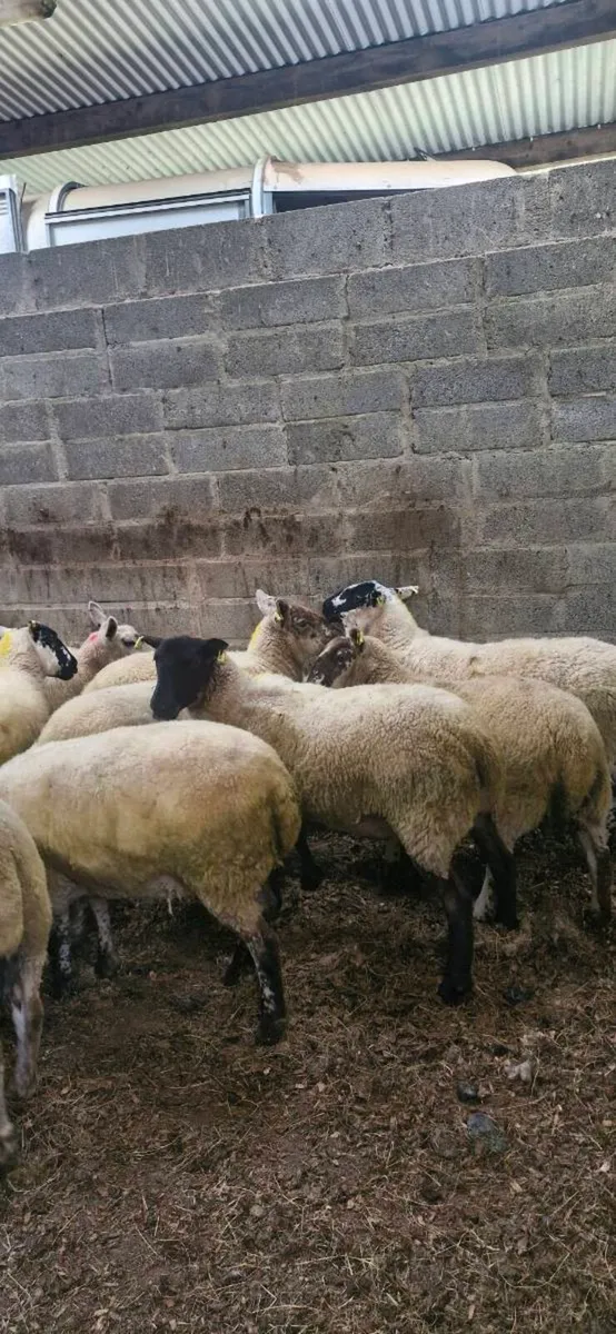 Hoggets. - Image 3