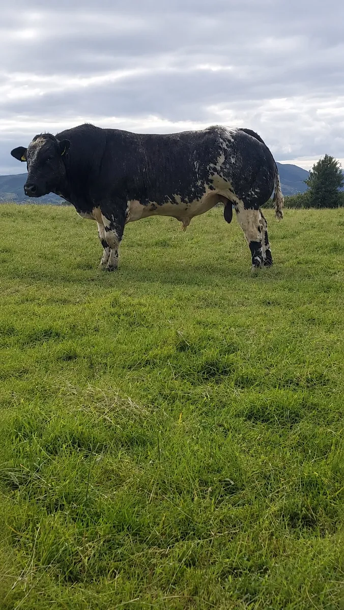 Belgium blue bull