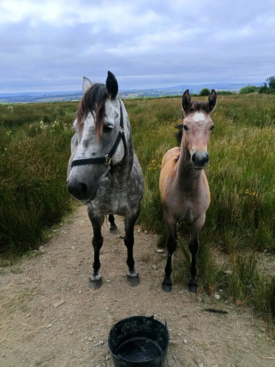 Mare & Foal - Image 1