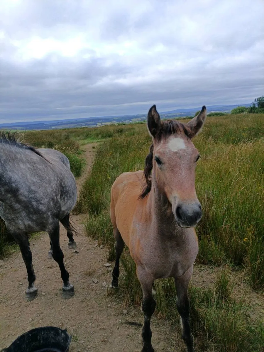 Mare & Foal - Image 2