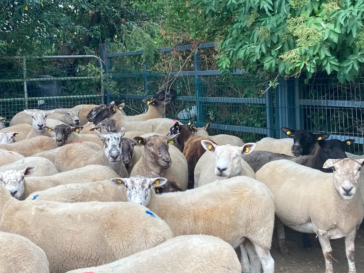 Brood Ewe Sale - Tullow Mart - Image 2