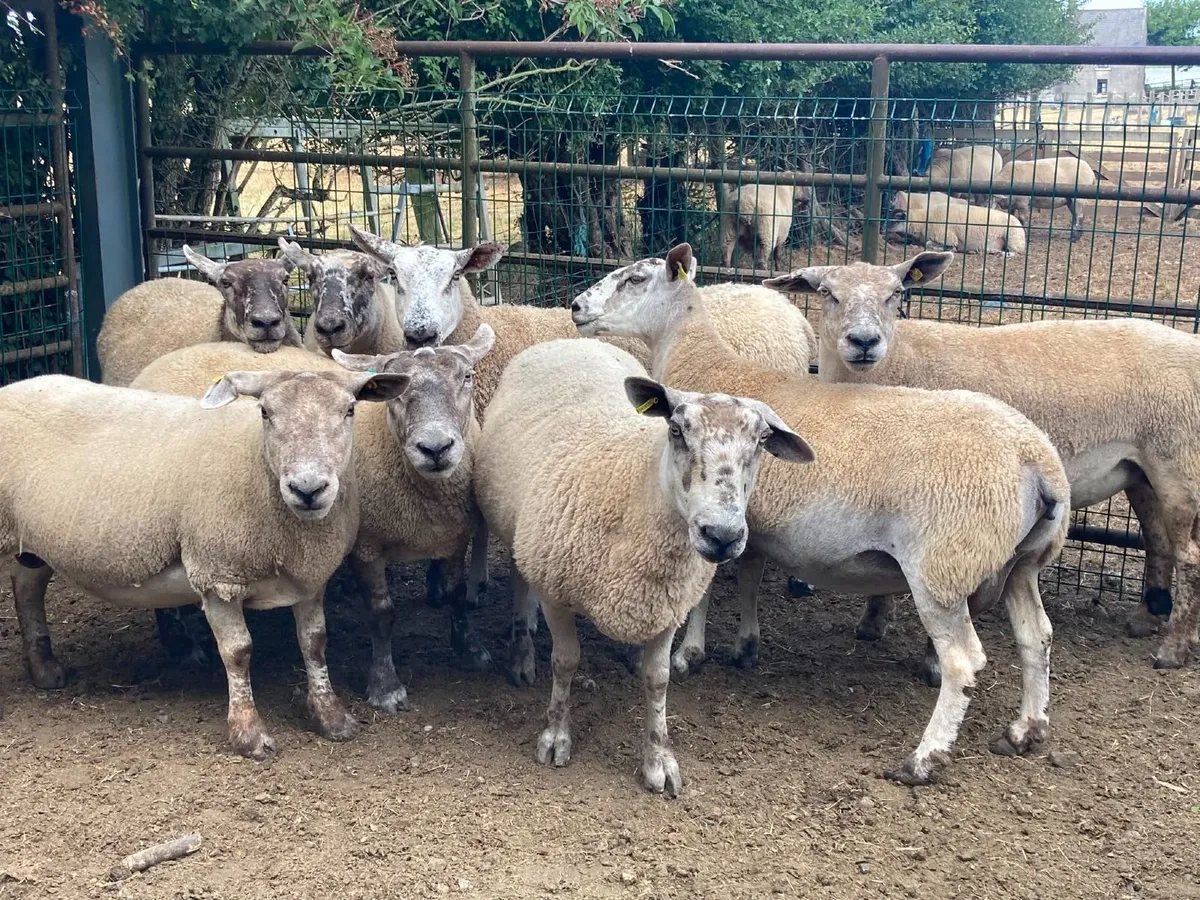 Brood Ewe Sale - Tullow Mart - Image 3