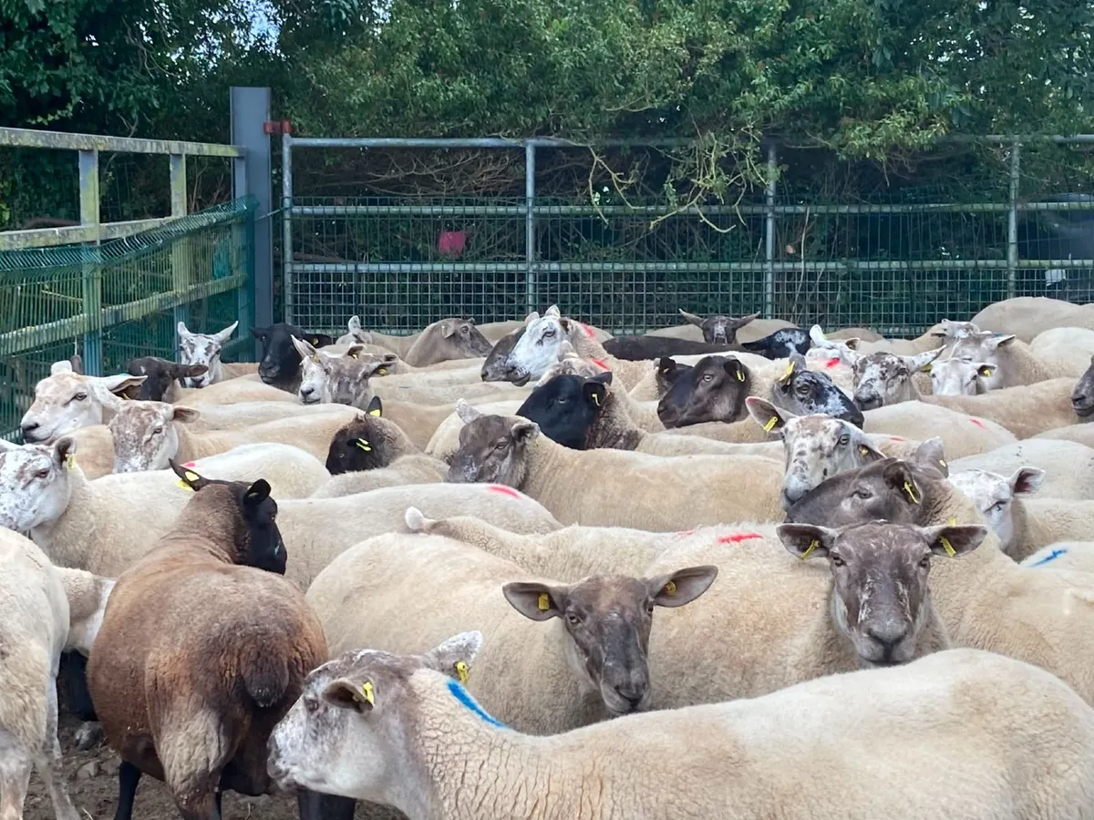 Brood Ewe Sale - Tullow Mart - Image 4