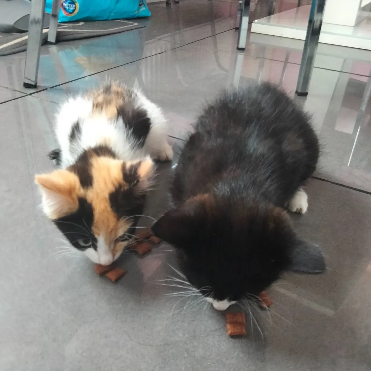 Maine Coon cross kittens - Image 1