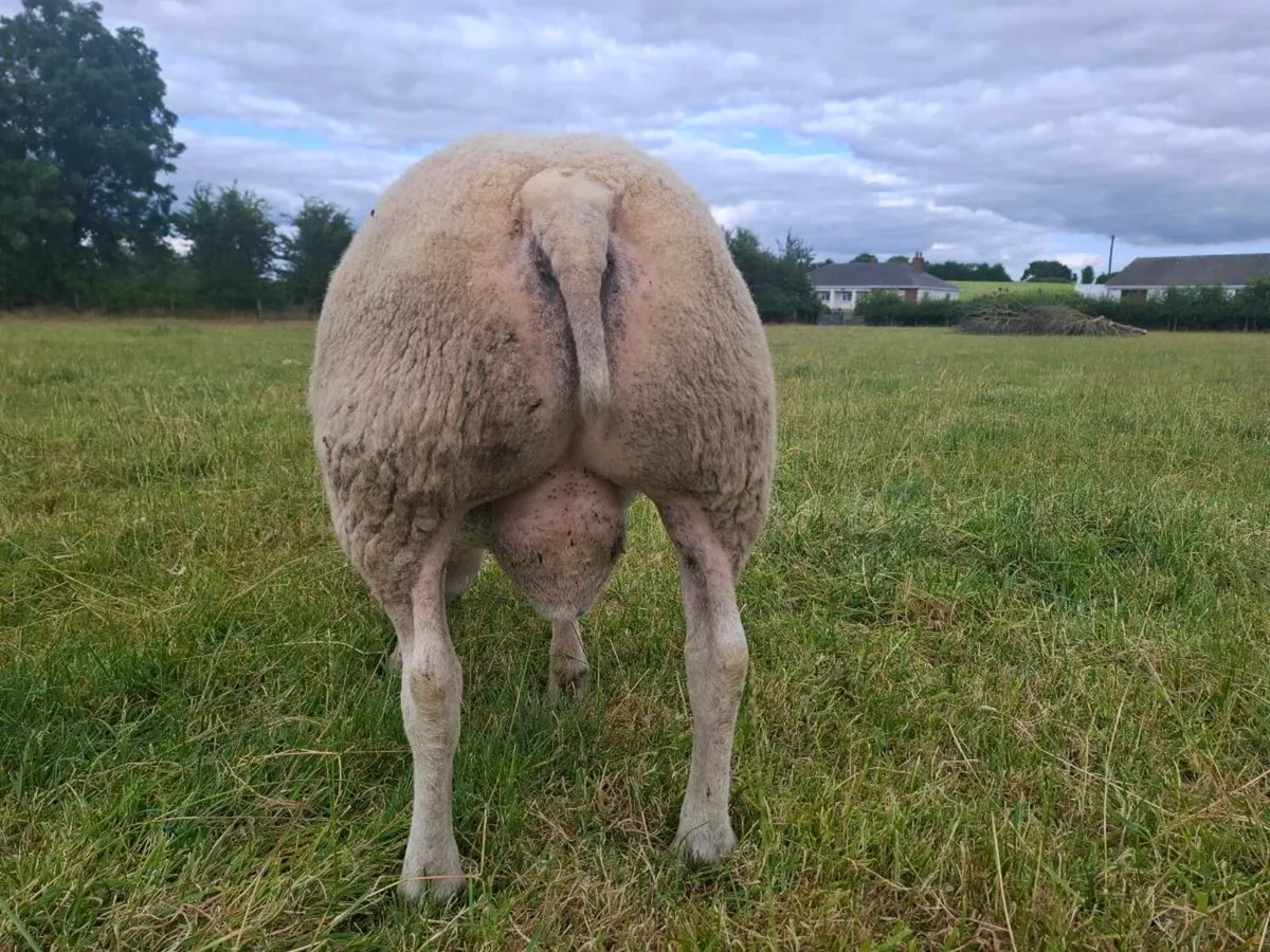 Purebred Beltex Ram - Image 4
