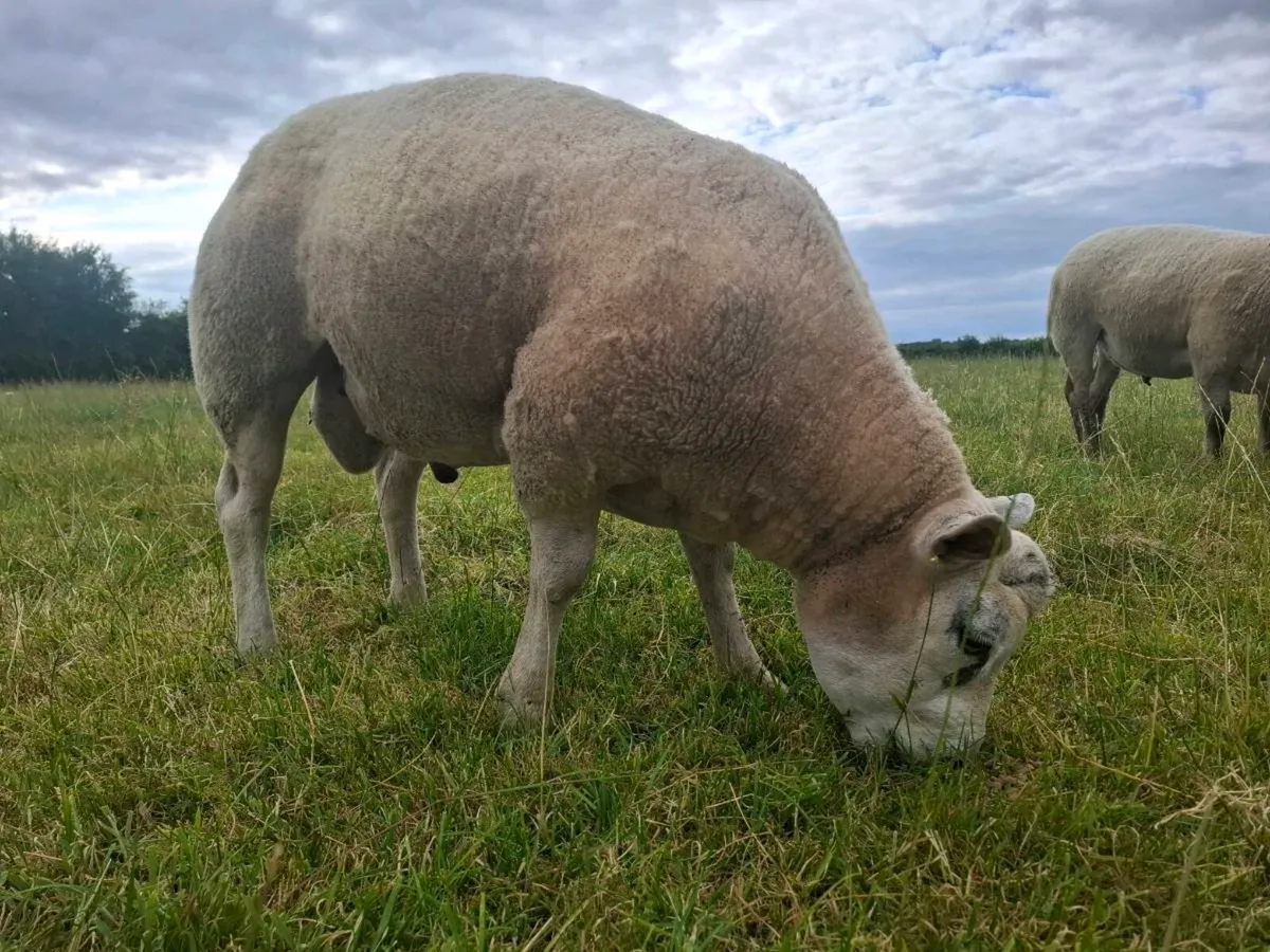 Purebred Beltex Ram - Image 2