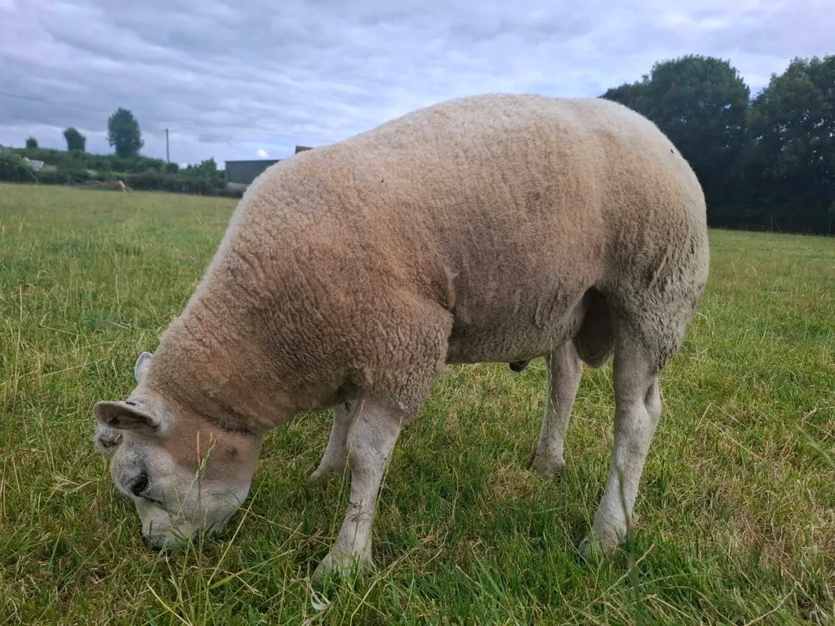 Purebred Beltex Ram - Image 3