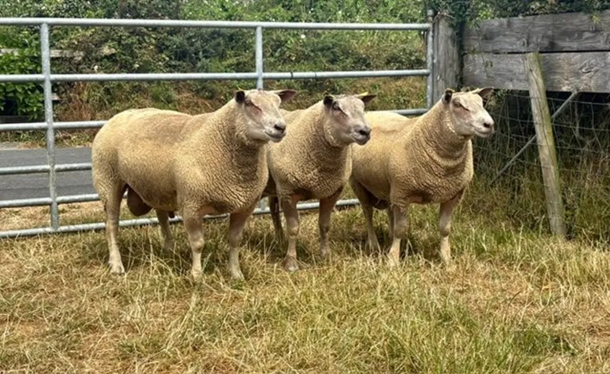 3 Pedigree Registered Charollais Shearling Rams - Image 1