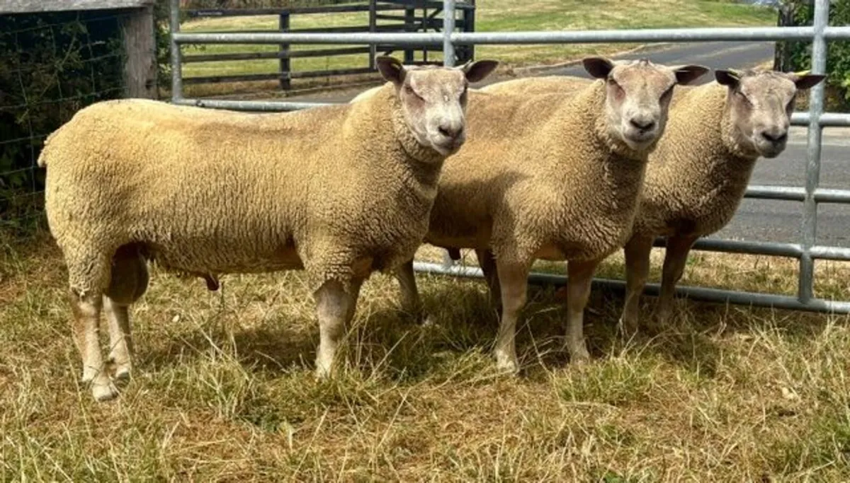 3 Pedigree Registered Charollais Shearling Rams - Image 2