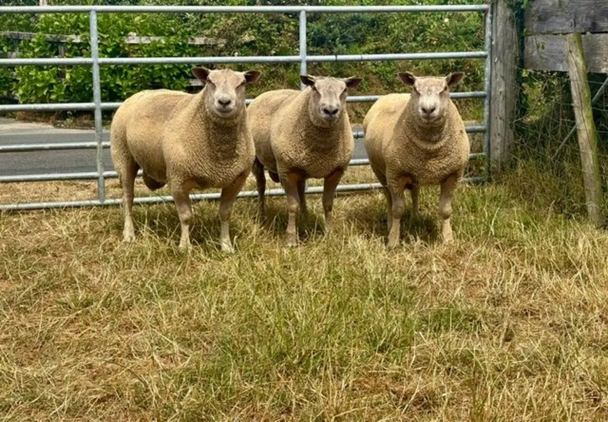 3 Pedigree Registered Charollais Shearling Rams - Image 3