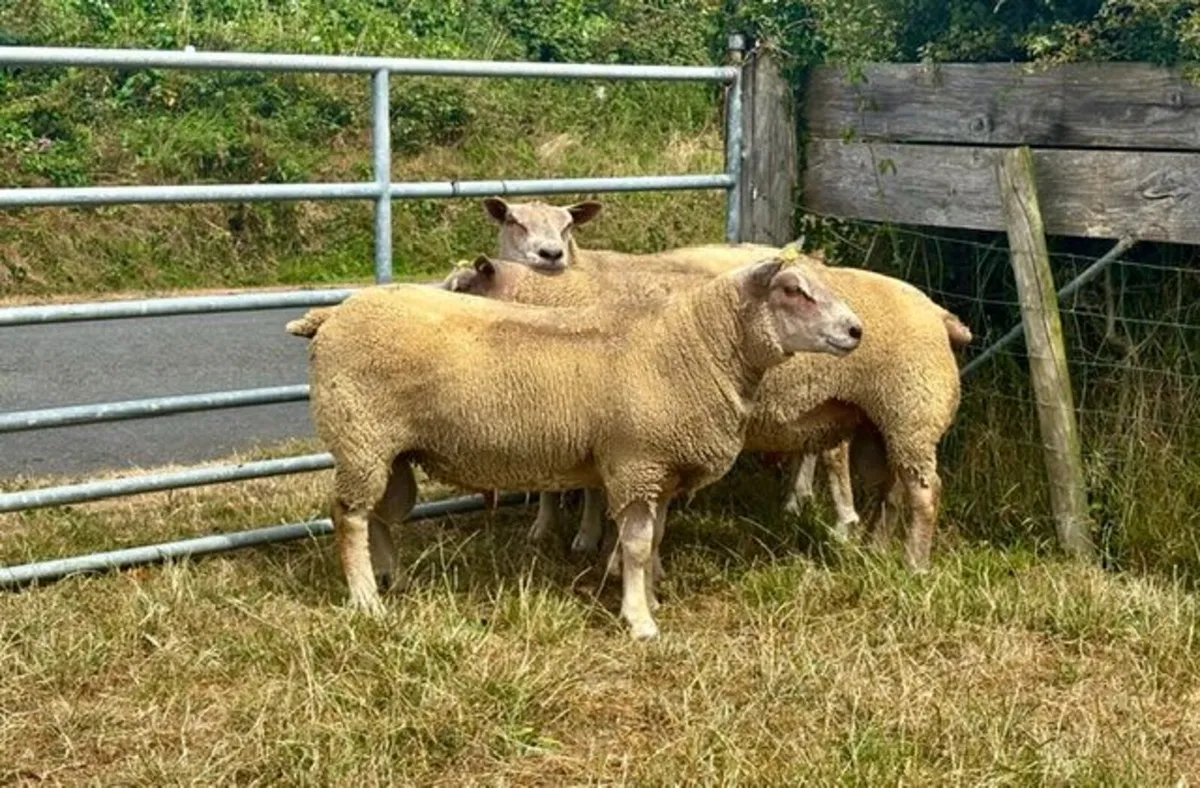 3 Pedigree Registered Charollais Shearling Rams - Image 4