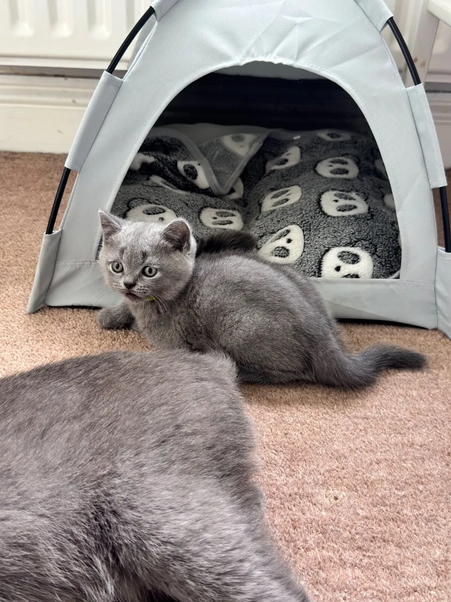 British shorthair kittens - Image 1