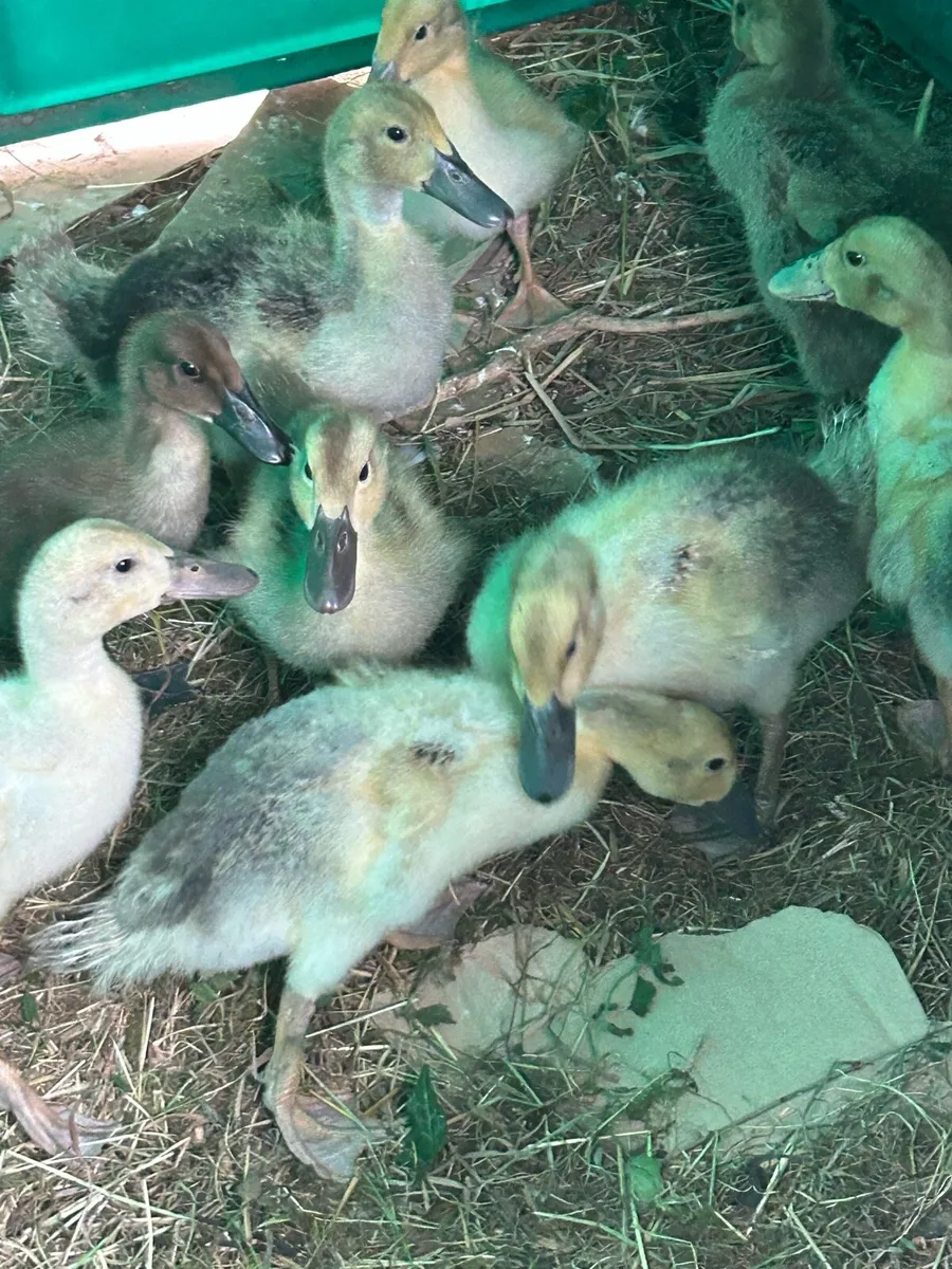 Ducklings - Image 2