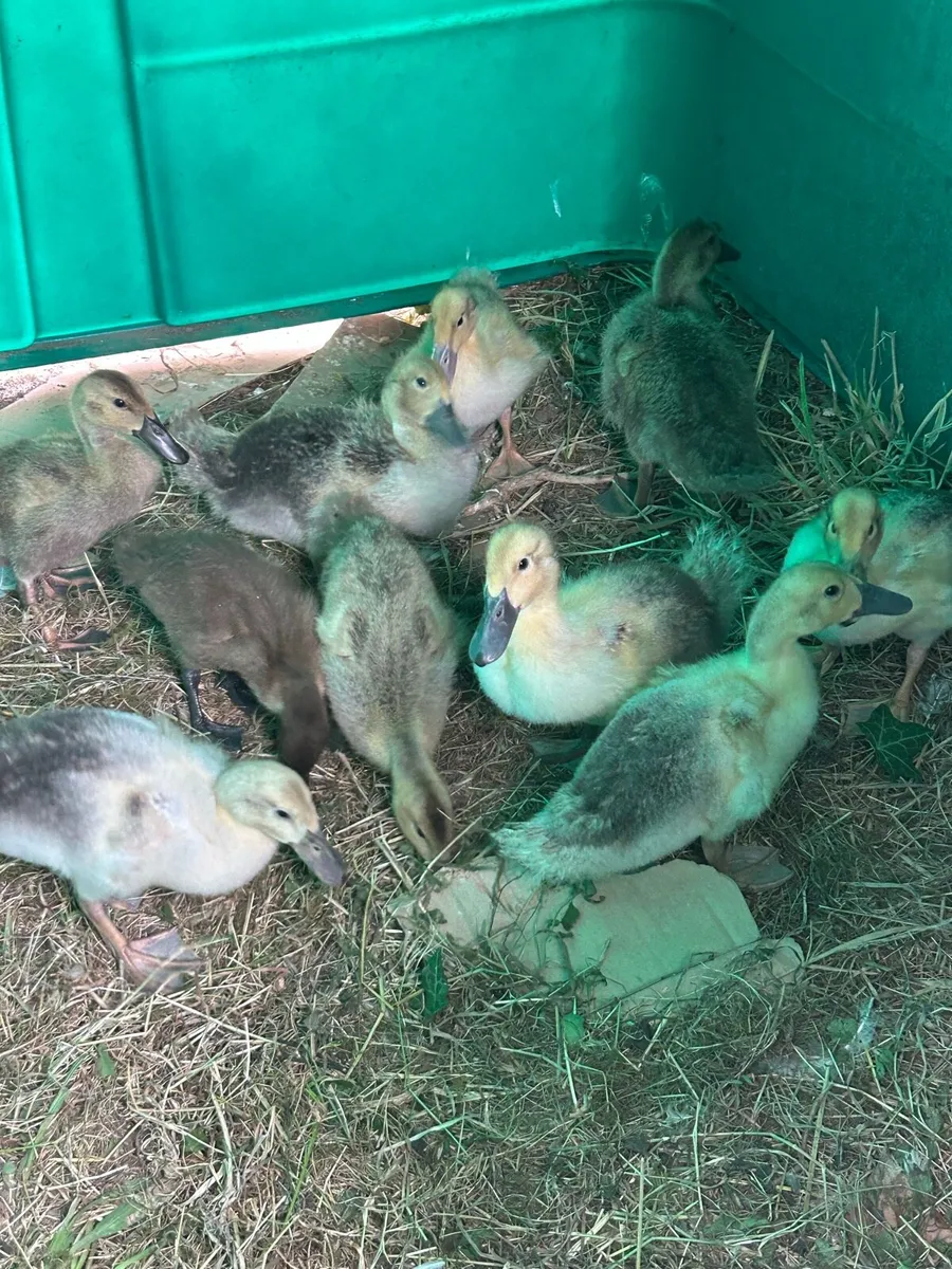 Ducklings - Image 3