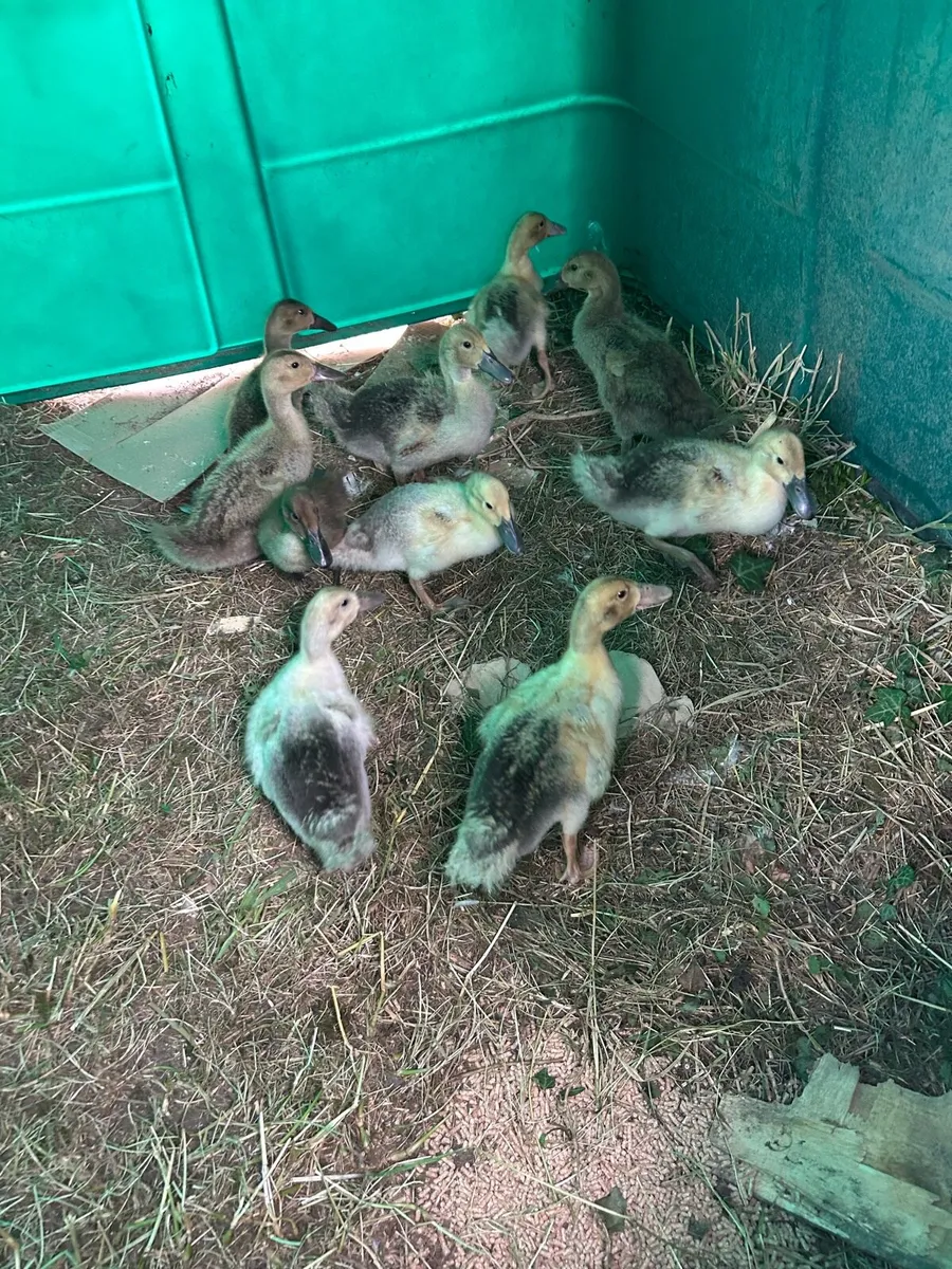 Ducklings - Image 1