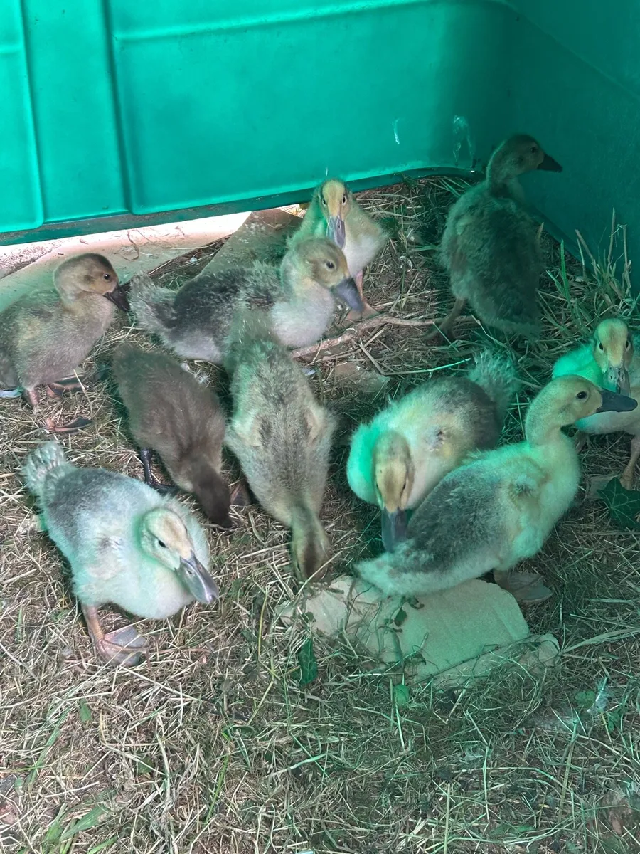 Ducklings - Image 4