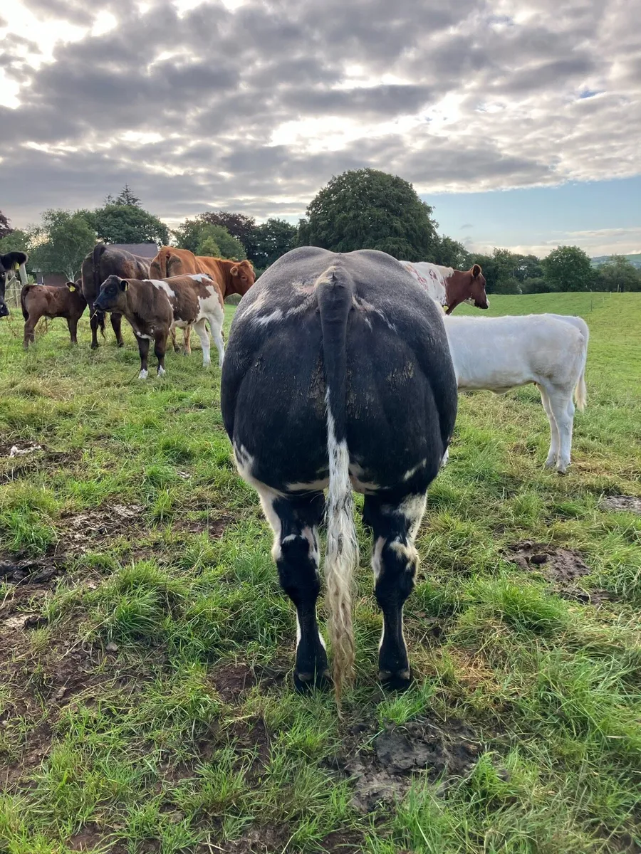 Bull - Image 4