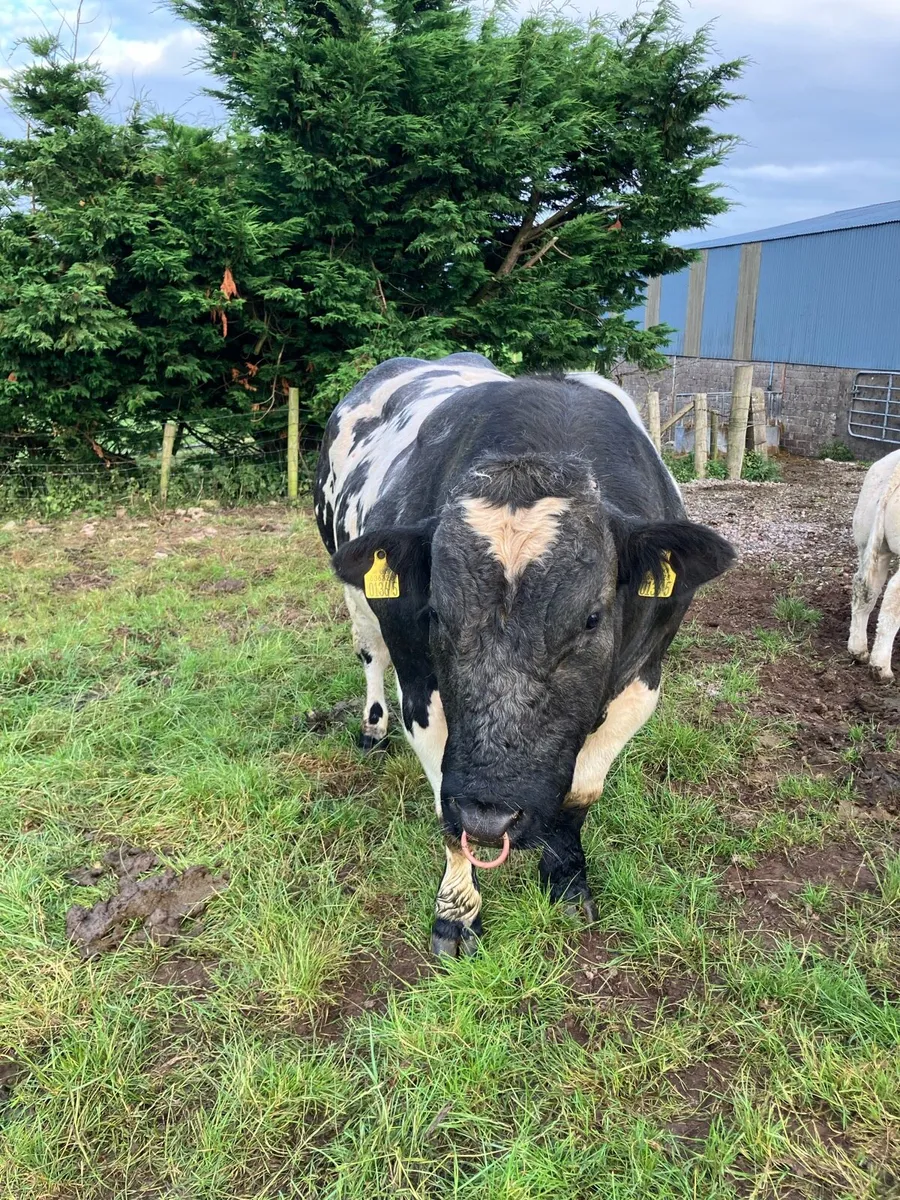 Bull - Image 2