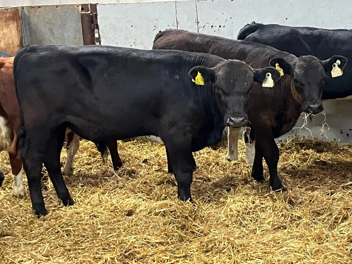 Super R Grade AA HE Bull Weanlings - Image 1