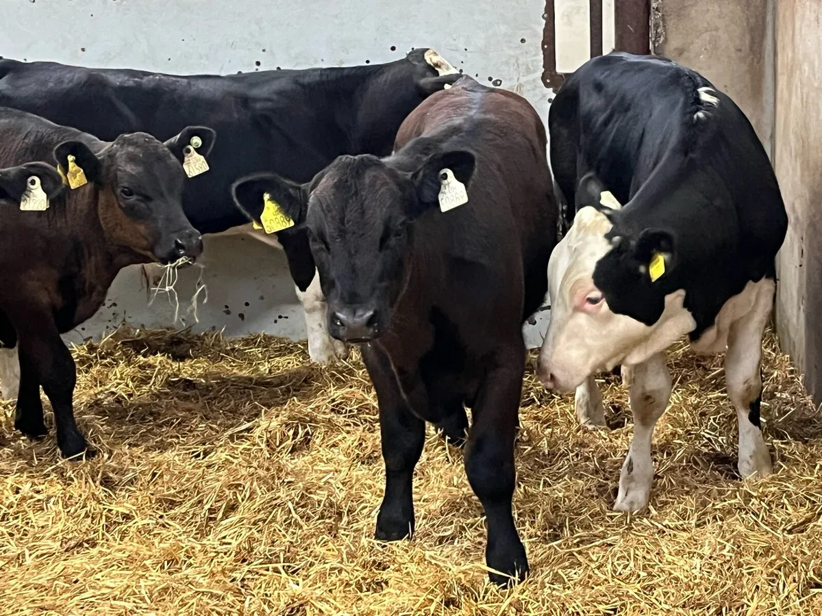 Super R Grade AA HE Bull Weanlings - Image 3