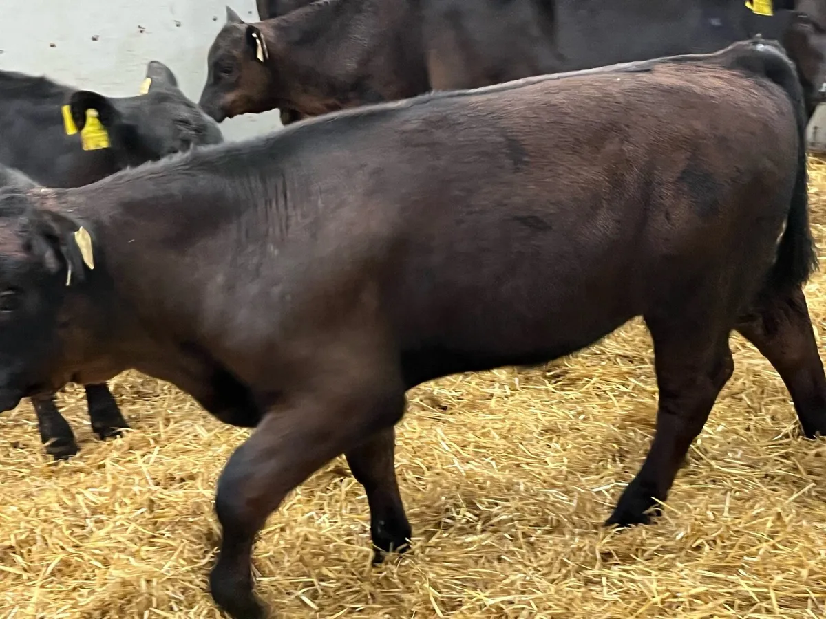 Super R Grade AA HE Bull Weanlings - Image 2