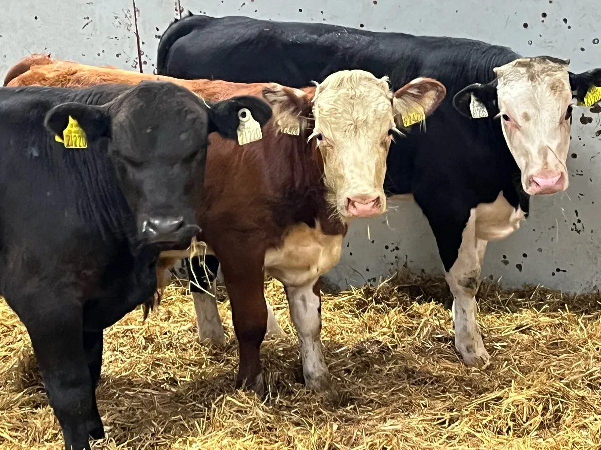 Super R Grade AA HE Bull Weanlings - Image 4