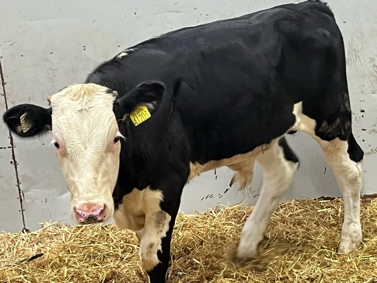 Super Hereford Bull Weanlings - Image 2