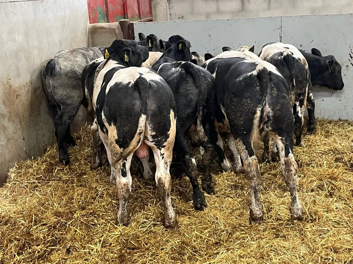 Super U Grade Belgian Blue Bull Weanlings - Image 2