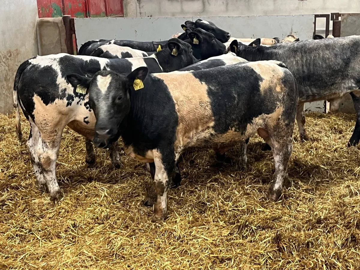 Super U Grade Belgian Blue Bull Weanlings - Image 1