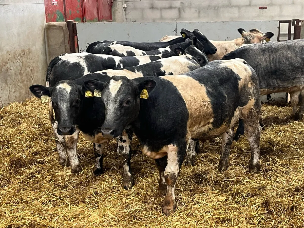 Super U Grade Belgian Blue Bull Weanlings - Image 3