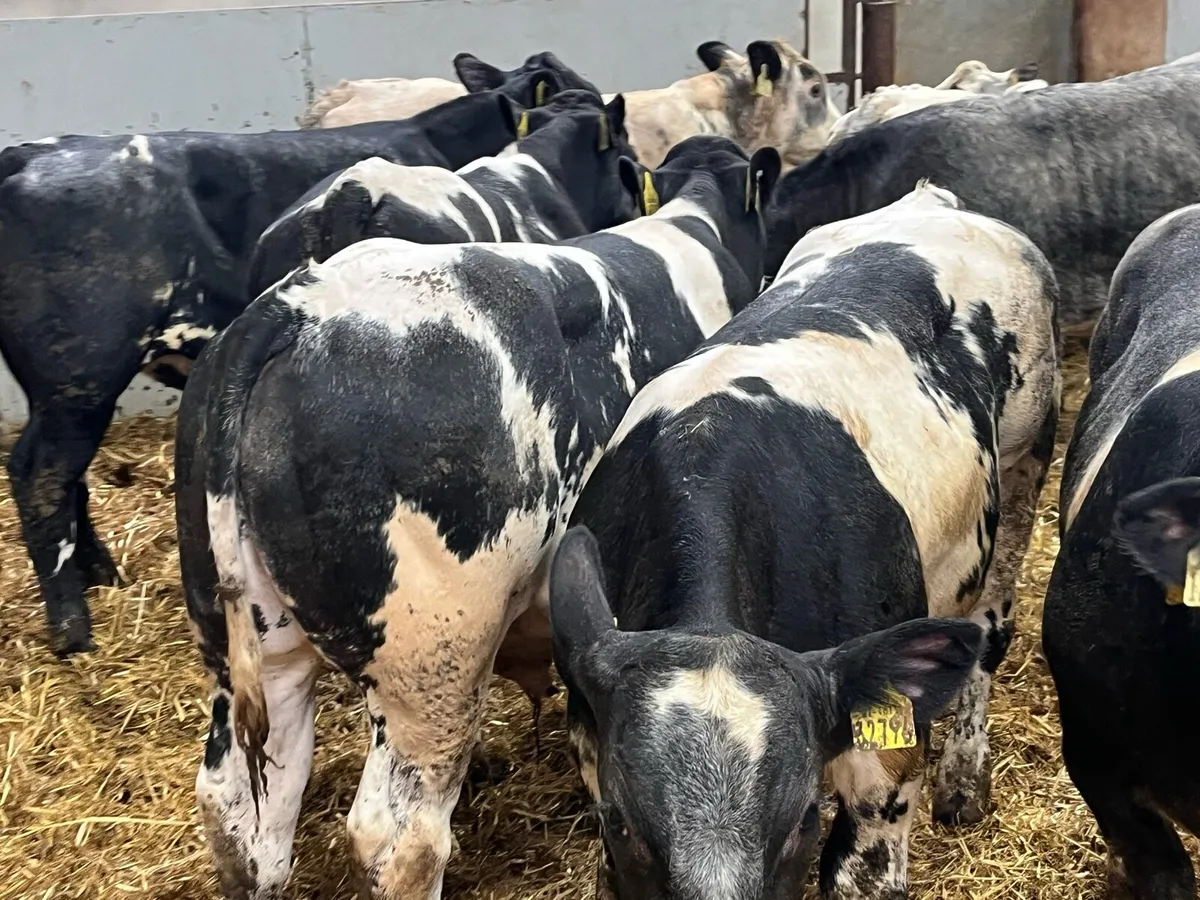 Super U Grade Belgian Blue Bull Weanlings - Image 4