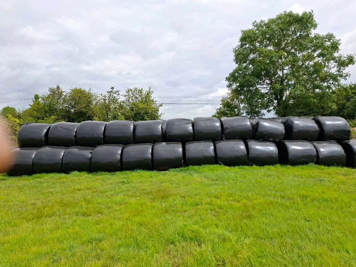 Silage bales - Image 2