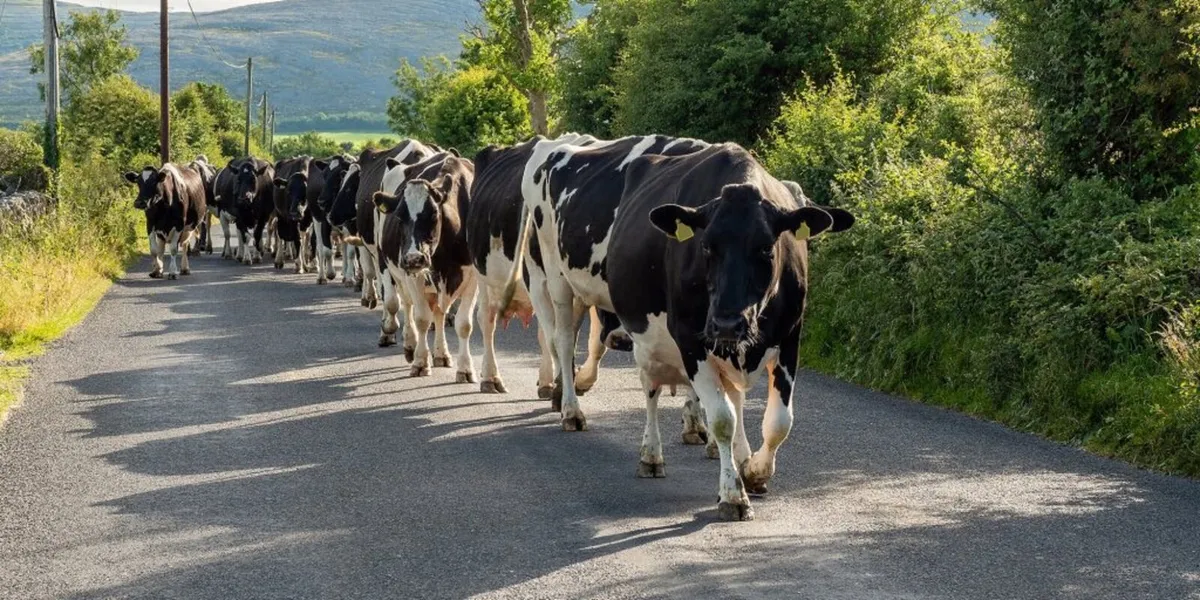 Dairy Farm Partnership/ Share Farming - Image 1