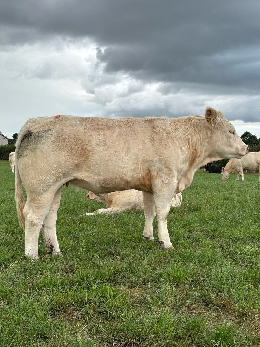 Pedigree Charloais Females - Image 1