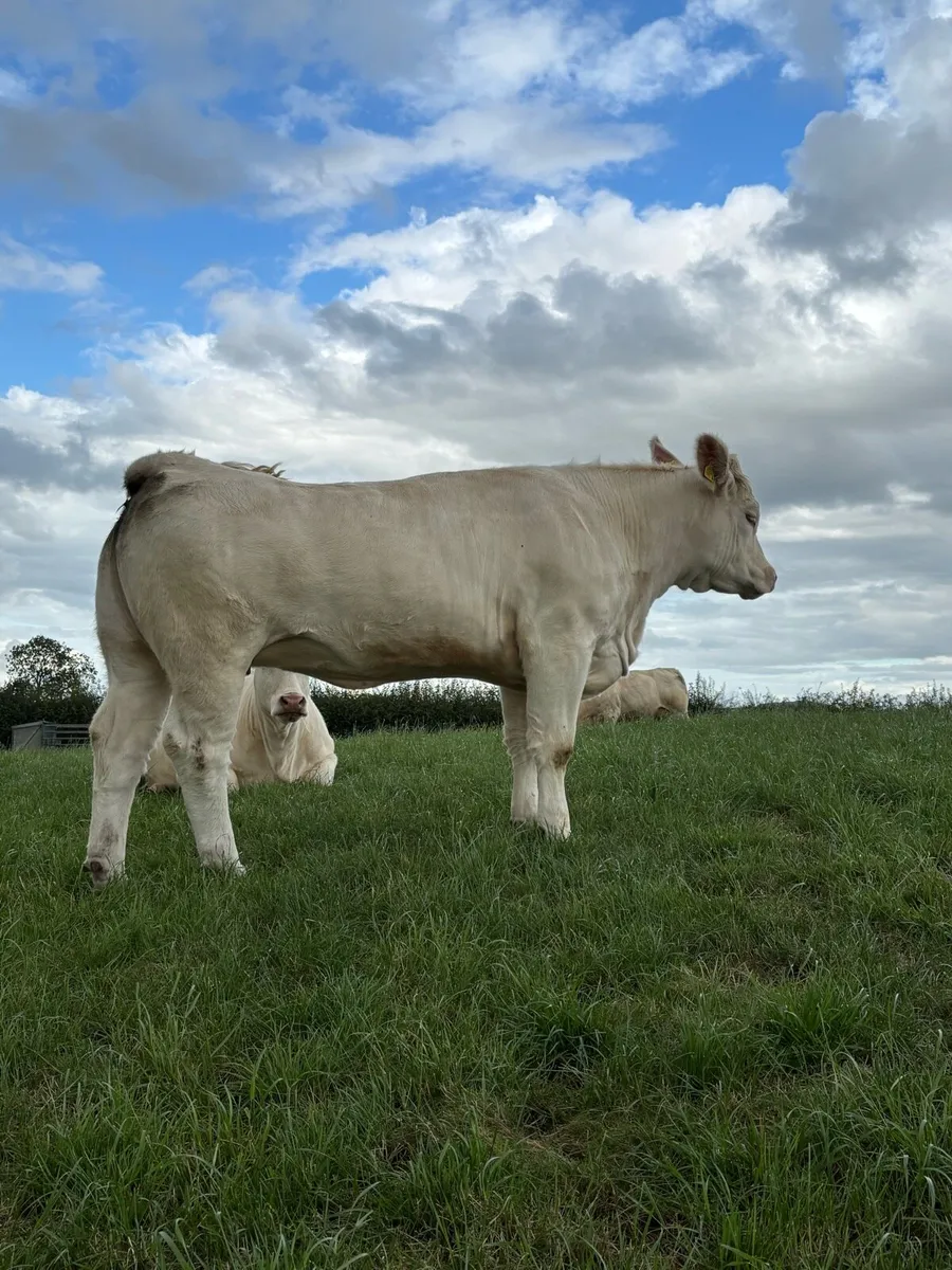 Pedigree Charloais Females - Image 2
