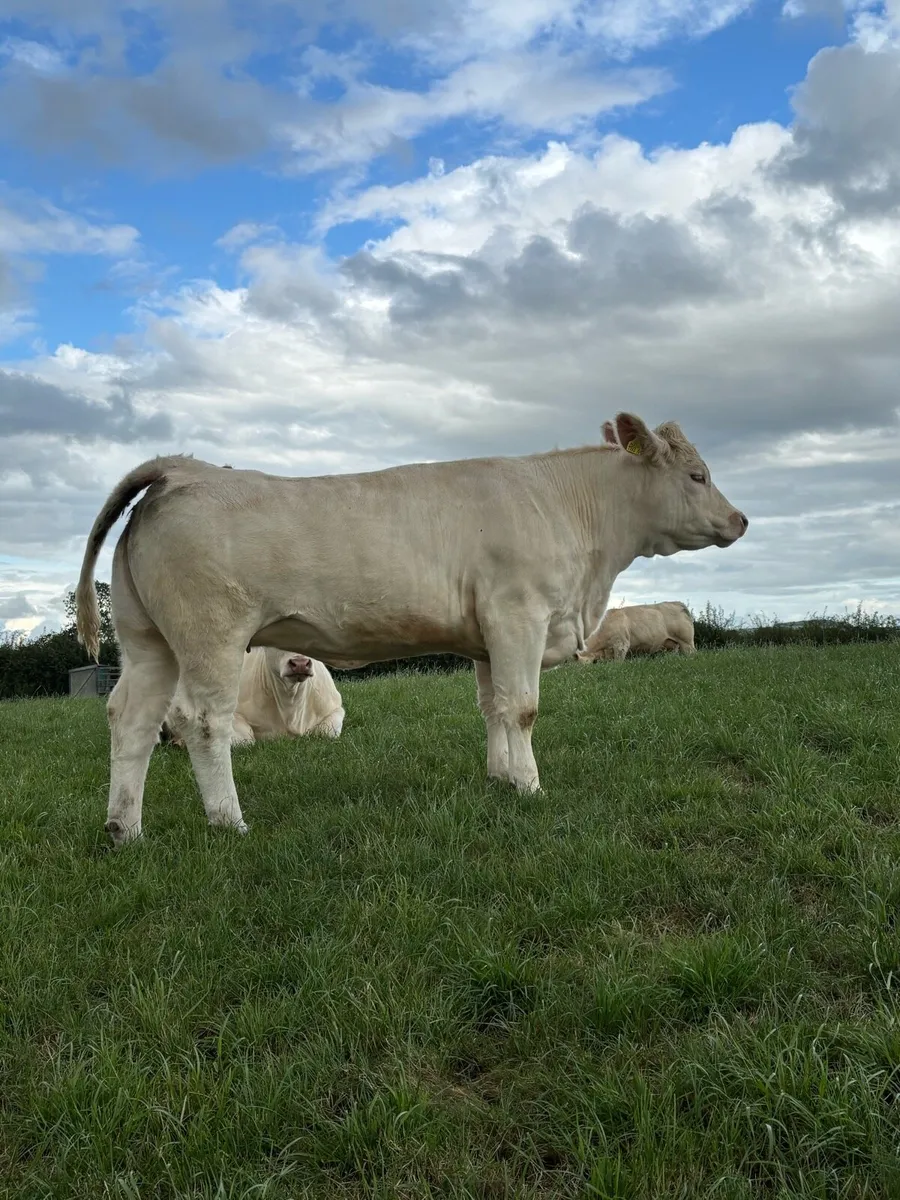 Pedigree Charloais Females - Image 3